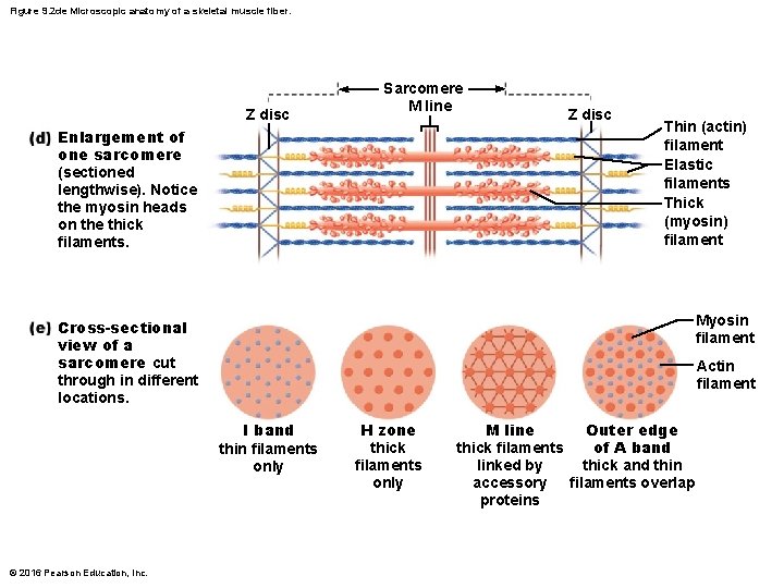 Figure 9. 2 de Microscopic anatomy of a skeletal muscle fiber. Z disc Sarcomere