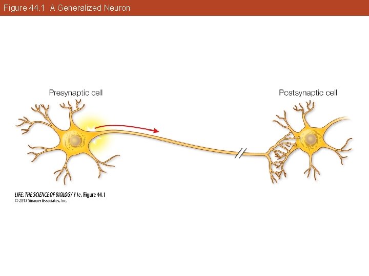 Figure 44. 1 A Generalized Neuron 