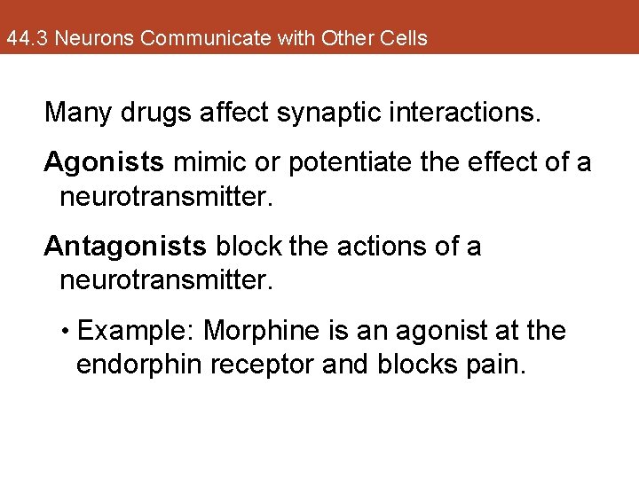 44. 3 Neurons Communicate with Other Cells Many drugs affect synaptic interactions. Agonists mimic