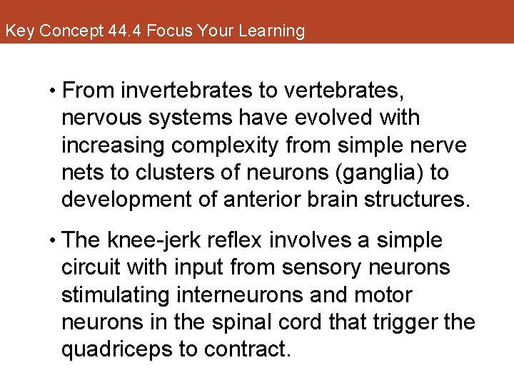 Key Concept 44. 4 Focus Your Learning • From invertebrates to vertebrates, nervous systems