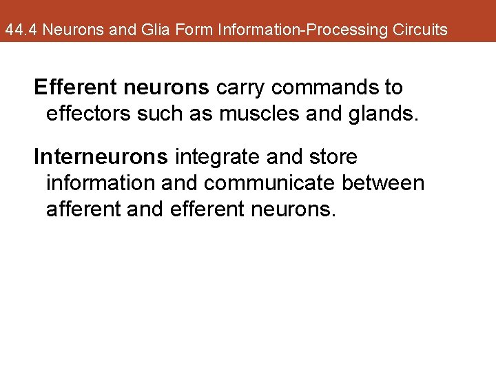 44. 4 Neurons and Glia Form Information-Processing Circuits Efferent neurons carry commands to effectors