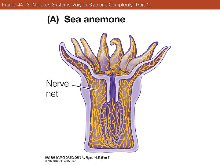 Figure 44. 13 Nervous Systems Vary in Size and Complexity (Part 1) 
