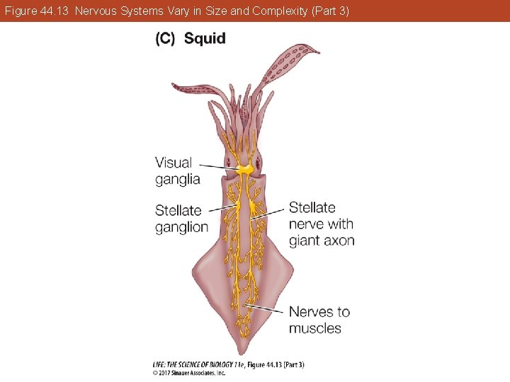 Figure 44. 13 Nervous Systems Vary in Size and Complexity (Part 3) 