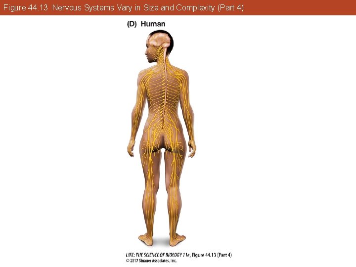 Figure 44. 13 Nervous Systems Vary in Size and Complexity (Part 4) 