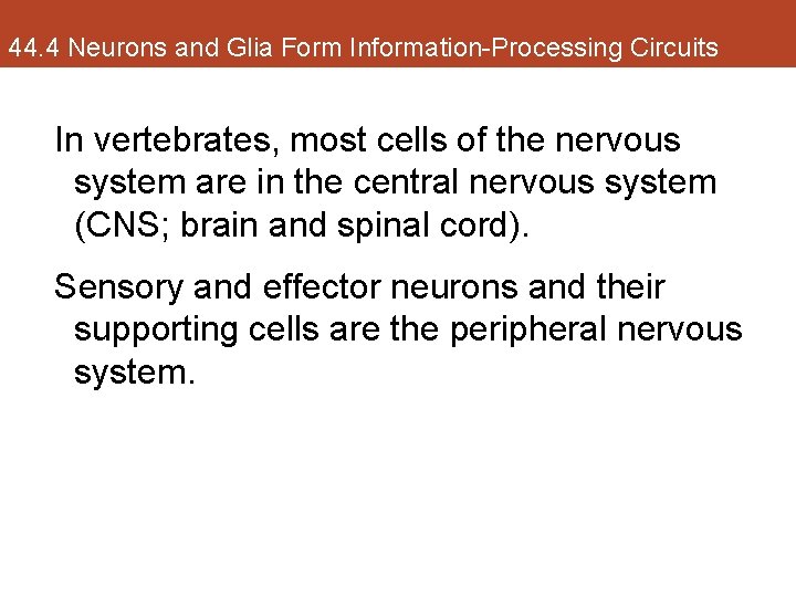 44. 4 Neurons and Glia Form Information-Processing Circuits In vertebrates, most cells of the