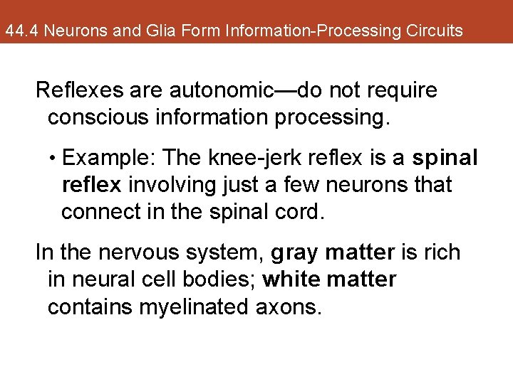 44. 4 Neurons and Glia Form Information-Processing Circuits Reflexes are autonomic—do not require conscious