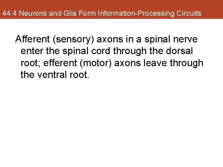 44. 4 Neurons and Glia Form Information-Processing Circuits Afferent (sensory) axons in a spinal