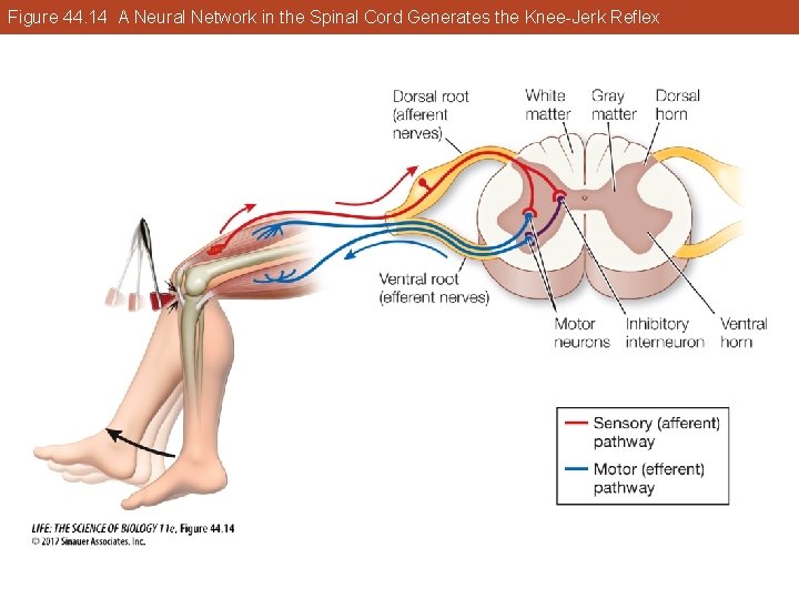 Figure 44. 14 A Neural Network in the Spinal Cord Generates the Knee-Jerk Reflex