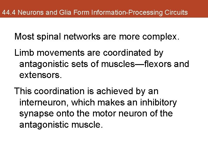 44. 4 Neurons and Glia Form Information-Processing Circuits Most spinal networks are more complex.