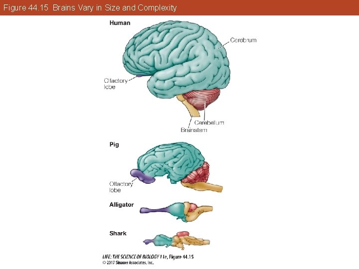 Figure 44. 15 Brains Vary in Size and Complexity 