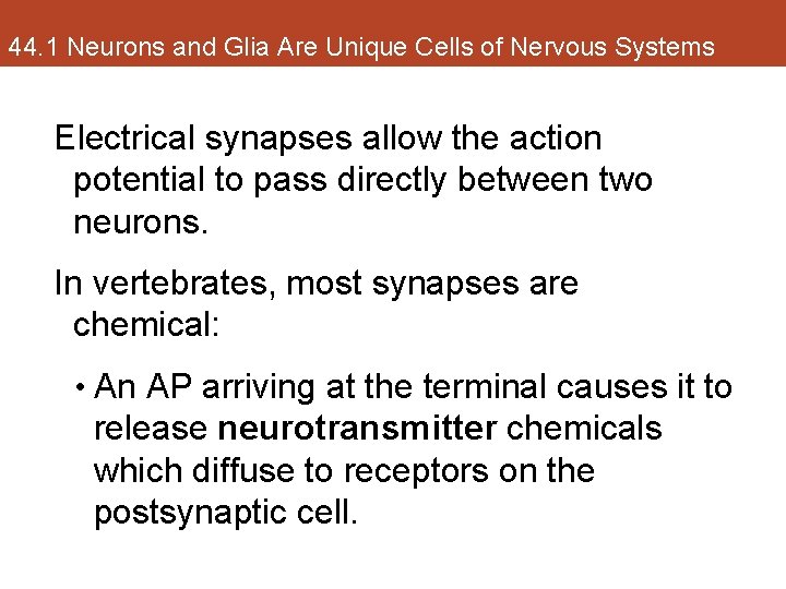 44. 1 Neurons and Glia Are Unique Cells of Nervous Systems Electrical synapses allow