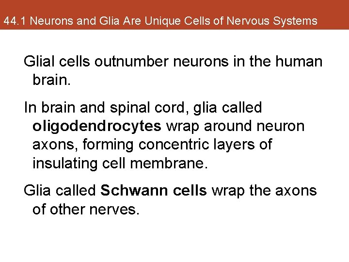 44. 1 Neurons and Glia Are Unique Cells of Nervous Systems Glial cells outnumber