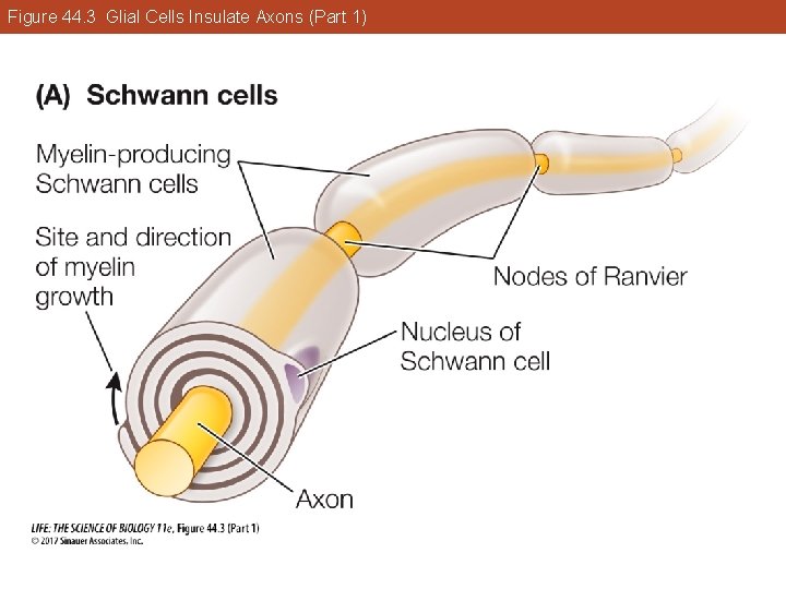 Figure 44. 3 Glial Cells Insulate Axons (Part 1) 