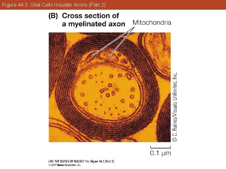 Figure 44. 3 Glial Cells Insulate Axons (Part 2) 