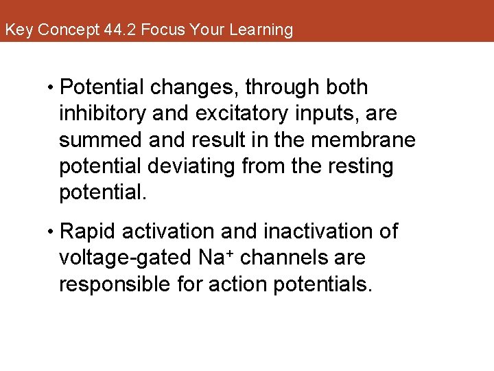 Key Concept 44. 2 Focus Your Learning • Potential changes, through both inhibitory and