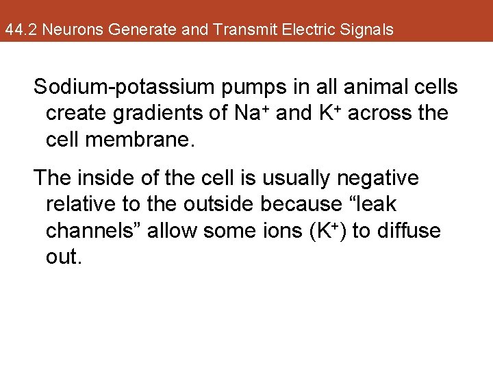 44. 2 Neurons Generate and Transmit Electric Signals Sodium-potassium pumps in all animal cells