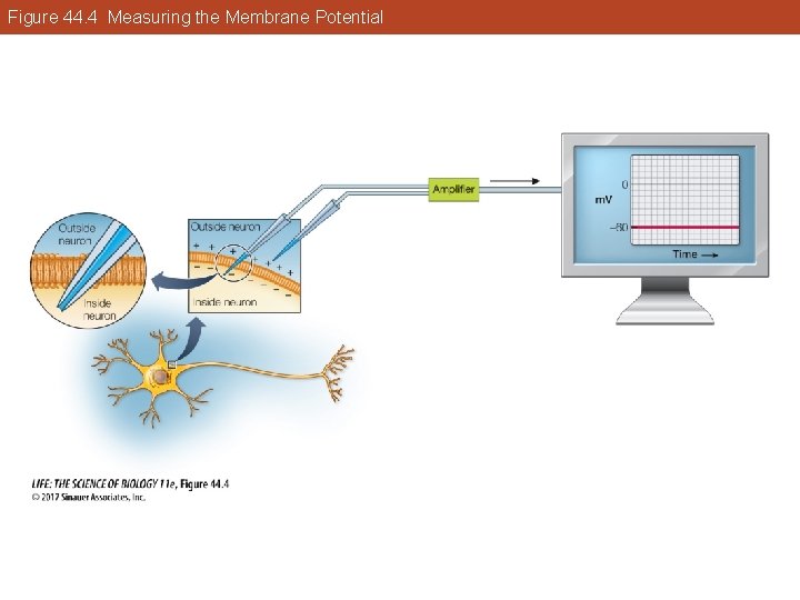 Figure 44. 4 Measuring the Membrane Potential 