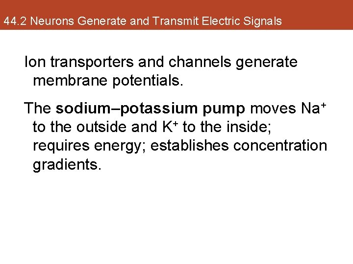 44. 2 Neurons Generate and Transmit Electric Signals Ion transporters and channels generate membrane