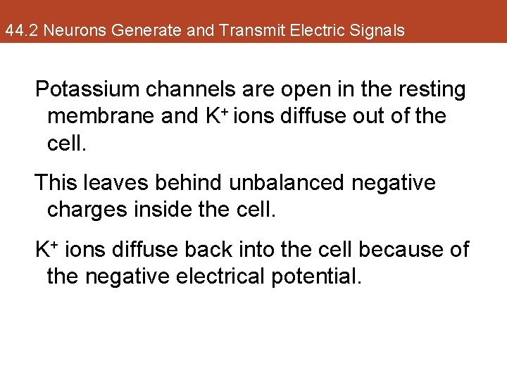 44. 2 Neurons Generate and Transmit Electric Signals Potassium channels are open in the