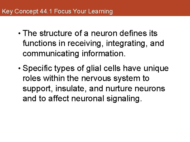 Key Concept 44. 1 Focus Your Learning • The structure of a neuron defines