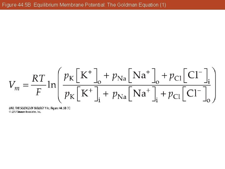 Figure 44. 5 B Equilibrium Membrane Potential: The Goldman Equation (1) 