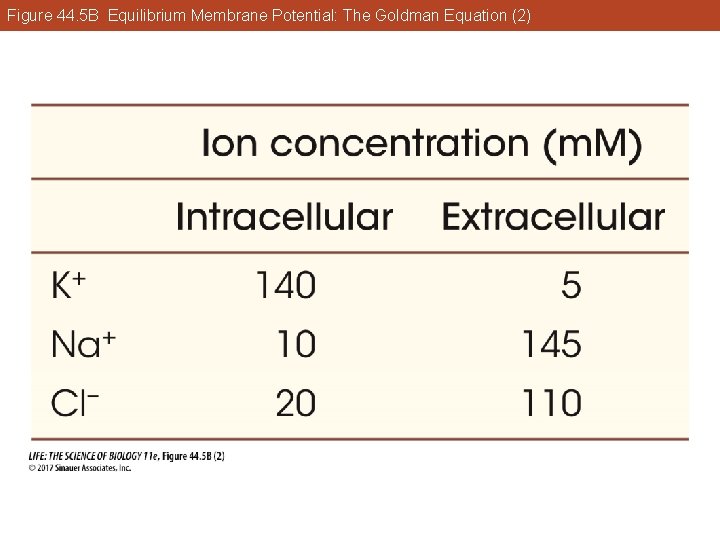 Figure 44. 5 B Equilibrium Membrane Potential: The Goldman Equation (2) 