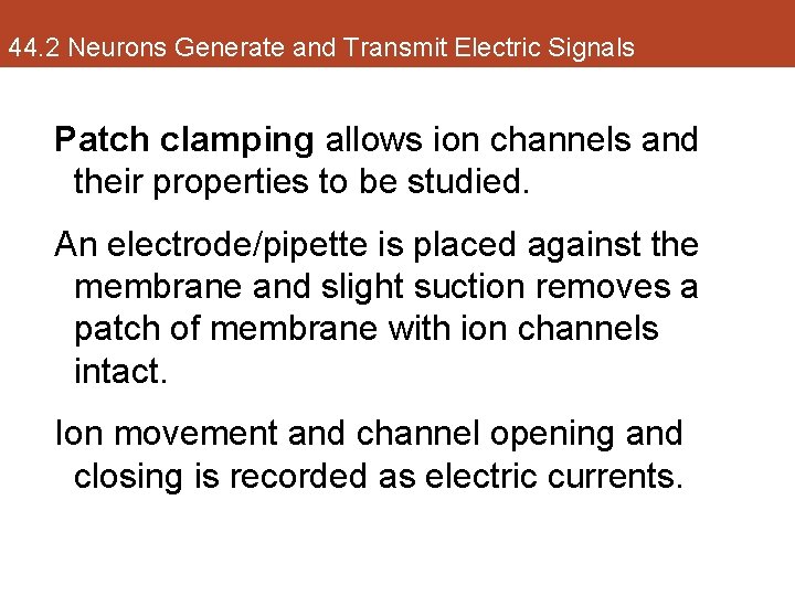 44. 2 Neurons Generate and Transmit Electric Signals Patch clamping allows ion channels and