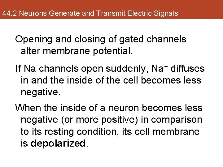 44. 2 Neurons Generate and Transmit Electric Signals Opening and closing of gated channels