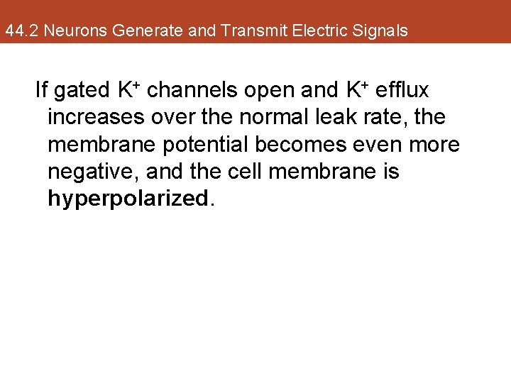 44. 2 Neurons Generate and Transmit Electric Signals If gated K+ channels open and