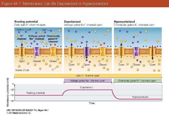 Figure 44. 7 Membranes Can Be Depolarized or Hyperpolarized 