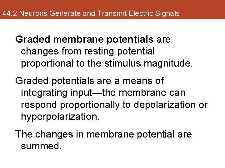 44. 2 Neurons Generate and Transmit Electric Signals Graded membrane potentials are changes from