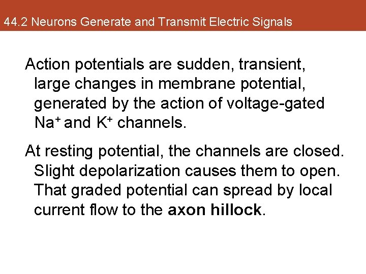 44. 2 Neurons Generate and Transmit Electric Signals Action potentials are sudden, transient, large