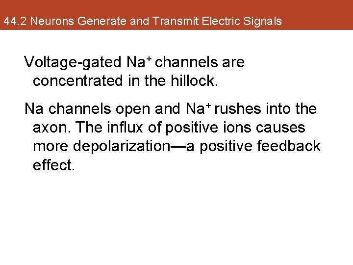 44. 2 Neurons Generate and Transmit Electric Signals Voltage-gated Na+ channels are concentrated in