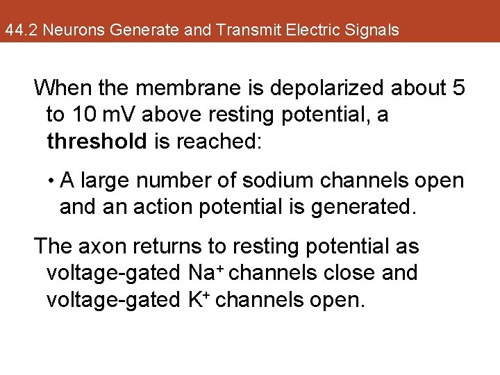 44. 2 Neurons Generate and Transmit Electric Signals When the membrane is depolarized about
