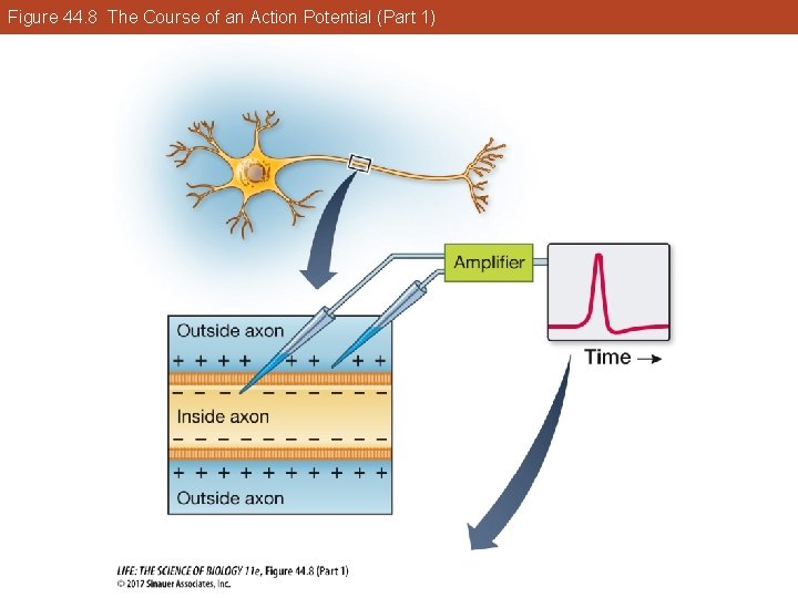 Figure 44. 8 The Course of an Action Potential (Part 1) 