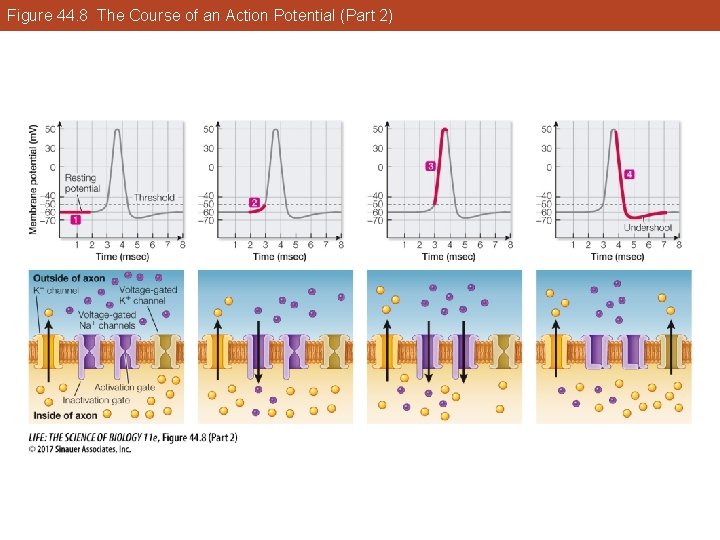 Figure 44. 8 The Course of an Action Potential (Part 2) 