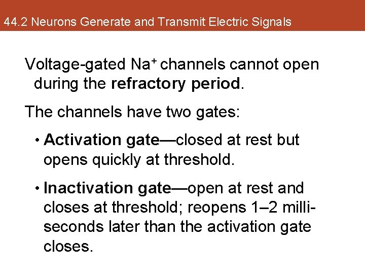 44. 2 Neurons Generate and Transmit Electric Signals Voltage-gated Na+ channels cannot open during