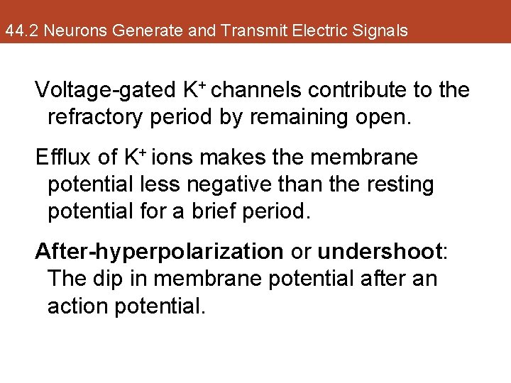 44. 2 Neurons Generate and Transmit Electric Signals Voltage-gated K+ channels contribute to the