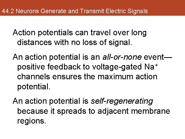 44. 2 Neurons Generate and Transmit Electric Signals Action potentials can travel over long