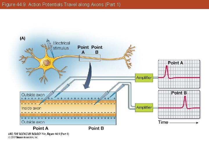 Figure 44. 9 Action Potentials Travel along Axons (Part 1) 