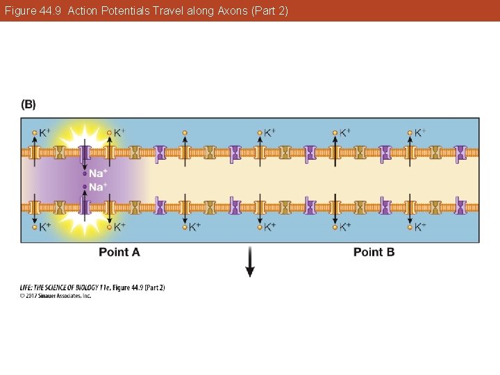 Figure 44. 9 Action Potentials Travel along Axons (Part 2) 