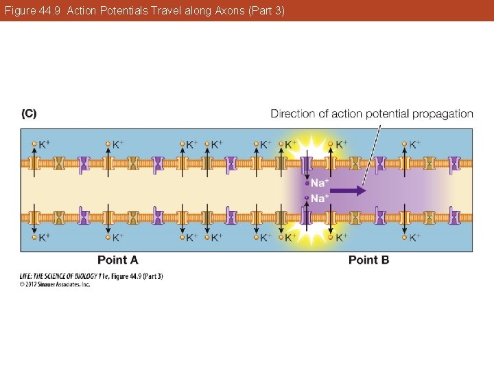 Figure 44. 9 Action Potentials Travel along Axons (Part 3) 