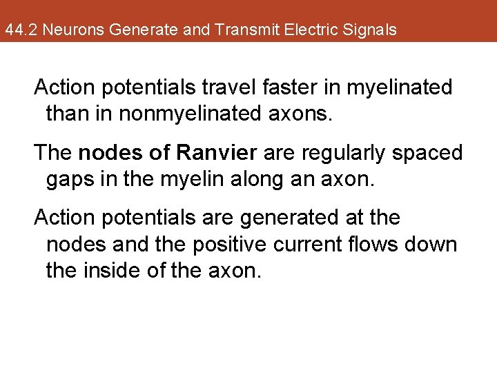 44. 2 Neurons Generate and Transmit Electric Signals Action potentials travel faster in myelinated