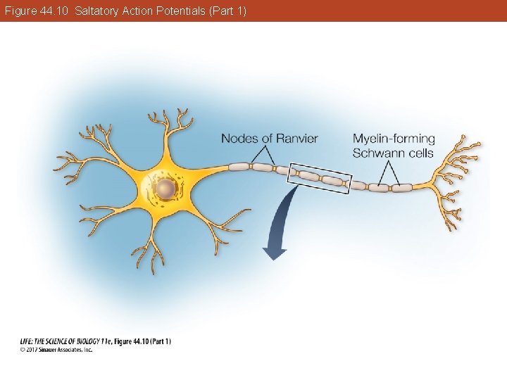 Figure 44. 10 Saltatory Action Potentials (Part 1) 