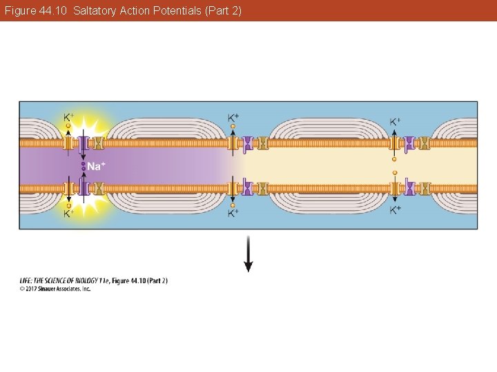 Figure 44. 10 Saltatory Action Potentials (Part 2) 