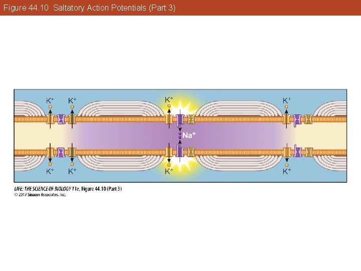 Figure 44. 10 Saltatory Action Potentials (Part 3) 