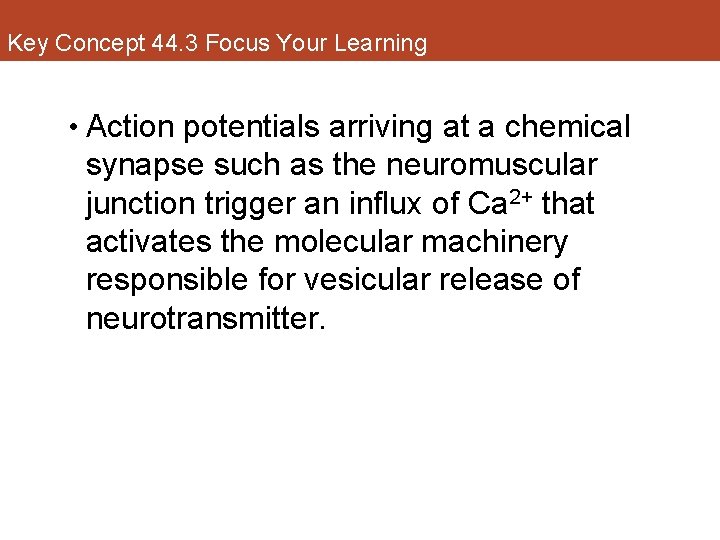 Key Concept 44. 3 Focus Your Learning • Action potentials arriving at a chemical