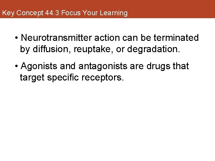 Key Concept 44. 3 Focus Your Learning • Neurotransmitter action can be terminated by