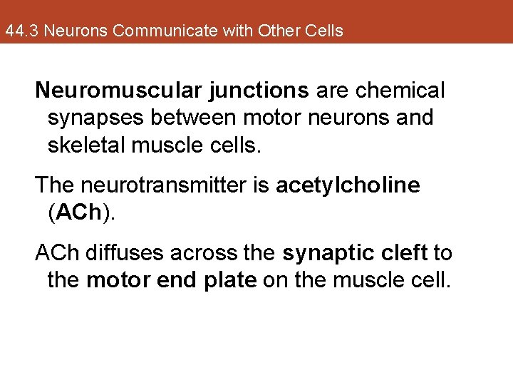 44. 3 Neurons Communicate with Other Cells Neuromuscular junctions are chemical synapses between motor