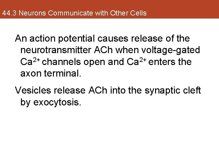 44. 3 Neurons Communicate with Other Cells An action potential causes release of the